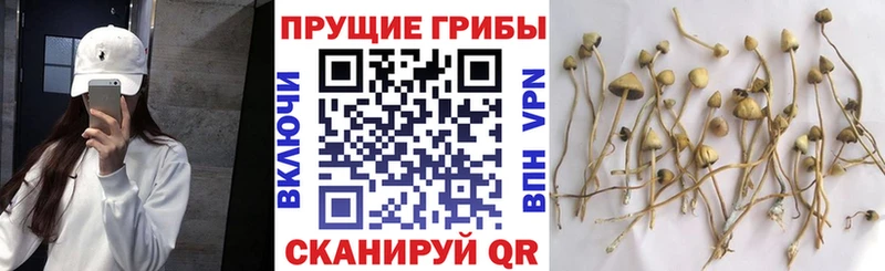 Псилоцибиновые грибы ЛСД  блэк спрут tor  Горячий Ключ 